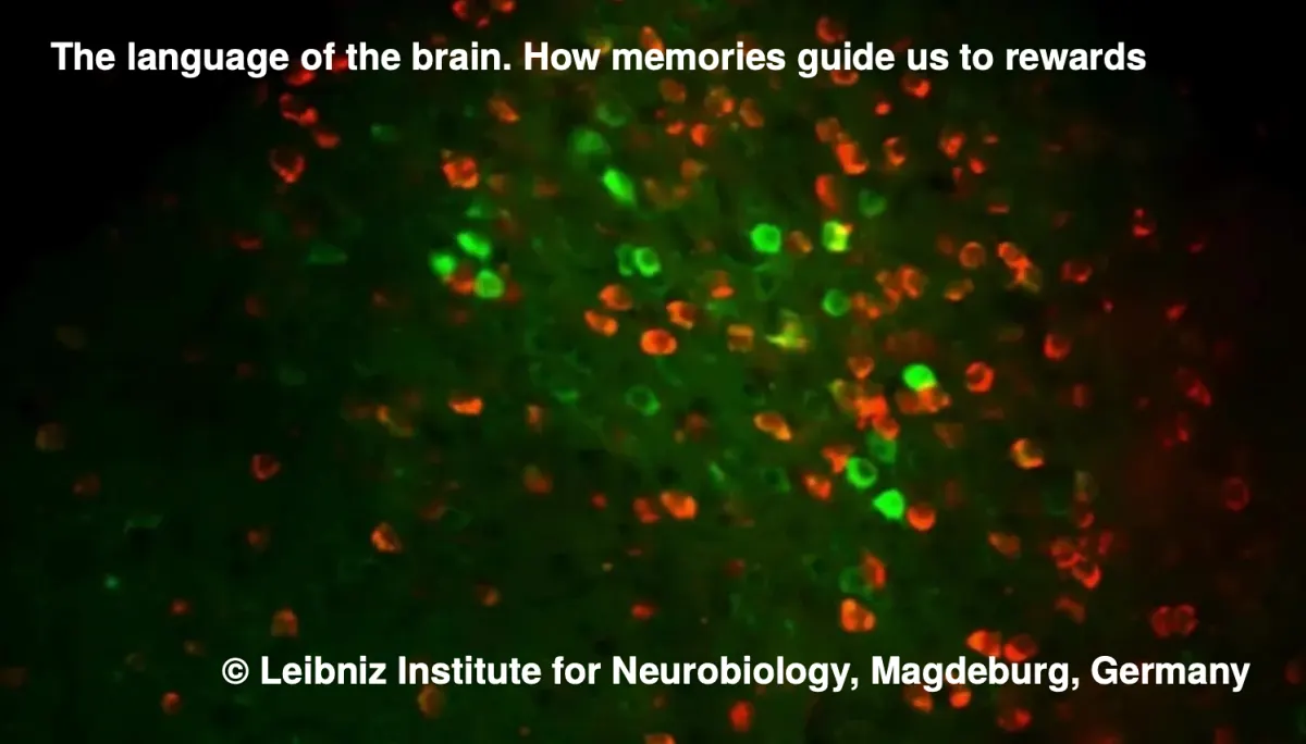 The language of the brain. How memories guide us to rewards