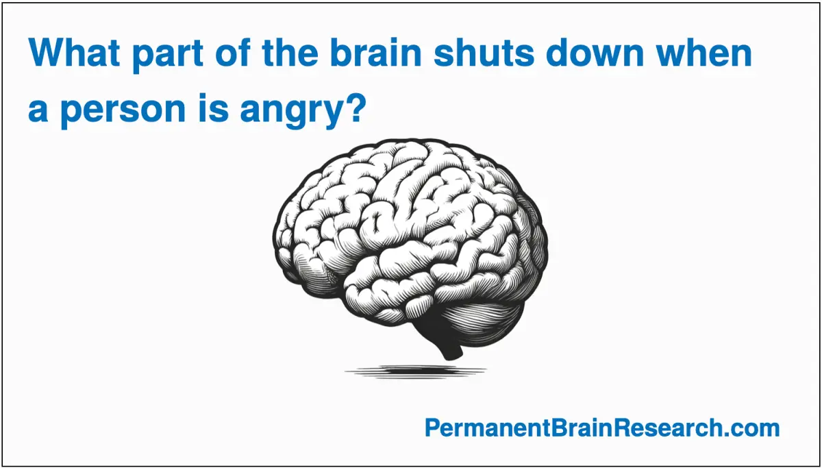 What part of the brain shuts down when angry?